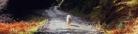 Dog-friendly holidays in Scotland | Paws & Stay