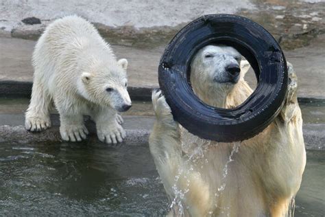 9 Specimens Of Wildlife In Greenland That Are Just Incredible