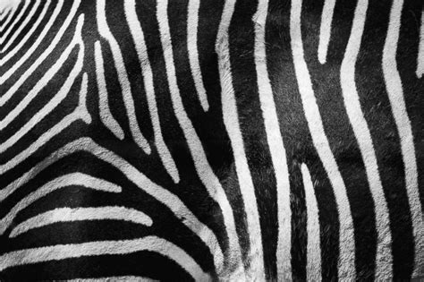 Scientists may have just discovered why zebras have stripes by putting ...