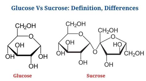 Glucose Vs Sucrose: Definition and Key Differences - PhD Nest