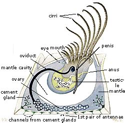 Barnacles