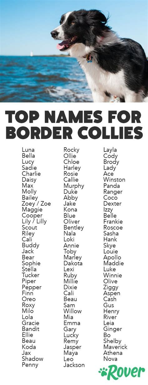 The Top Names for Border Collies. | Border collie names, Border collie ...