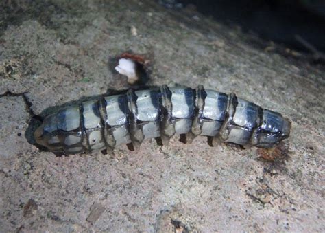 Tabanus atratus; Black Horse Fly larva photo - Mark Brown photos at ...