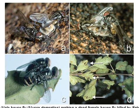 [PDF] Entomopathogenic Fungi And Their Role In Biological Control ...