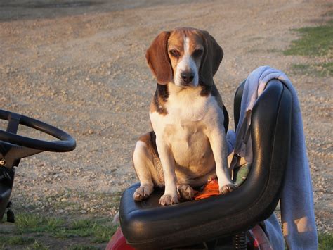 Beagle,sitting,funny,free pictures, free photos - free image from ...