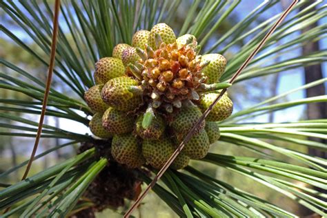 Pinus oocarpa (Pinaceae) image 66215 at PhytoImages.siu.edu