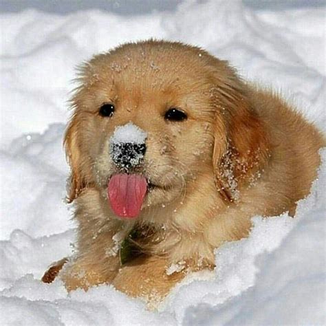 Golden Retriever Dog Breed Information | Golden retriever, Snow puppy ...