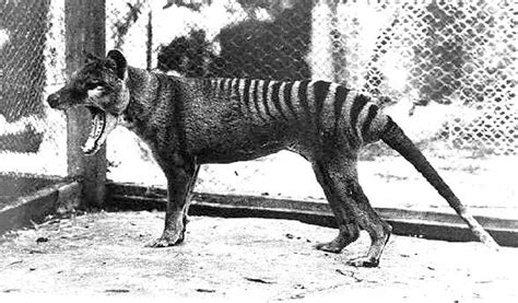 Scientists try to 'de-extinct' Australia's Tasmanian tiger - The ...