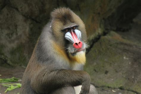 Mandrill, The Largest Monkey of Africa - Taman Safari Bali