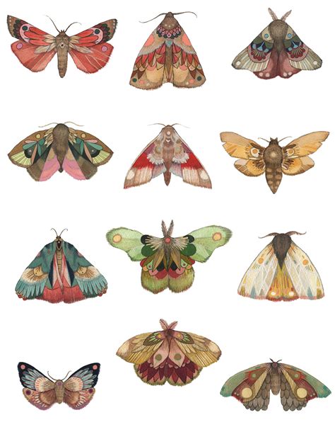 collectormothseries_web.jpg | Prints, Moth print, Drawings