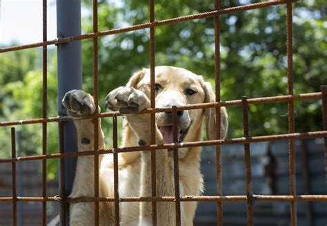 How Many Dogs Die In Kill Shelters