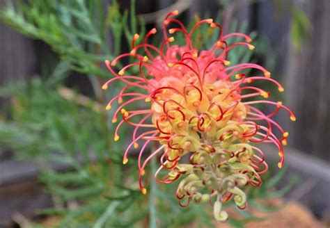 Happy shopping Absolutely Price to value White Flower Grevillea banksii ...