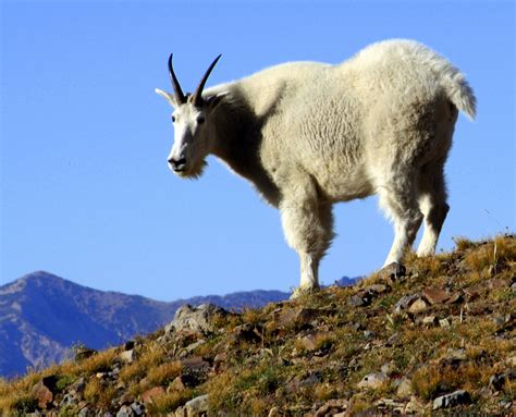 32 photos that prove goats are the world's best climbers