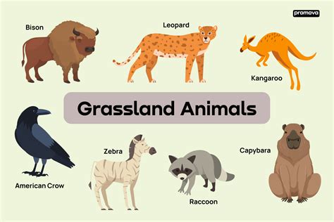 Vocabulary Of Grassland Animals With Definitions