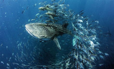 Whale Shark Conservation