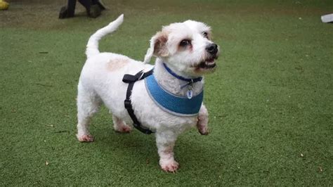 33 dogs at Battersea Dogs Home that desperately need a family - MyLondon