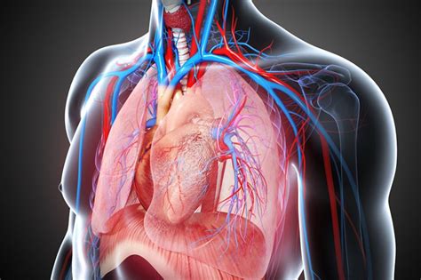 TMH HOSPITAL | CARDIOTHORACIC SURGERY