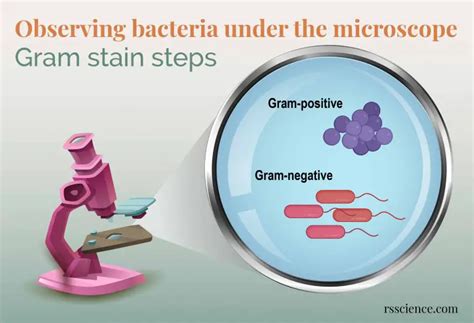 Observing Bacteria Under the Microscope - Gram Stain Steps - Page 2 of ...