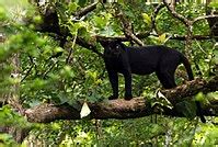 File:Black panther India.jpg - Wikimedia Commons