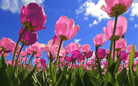 Pink Tulips Wallpaper - WallpaperSafari