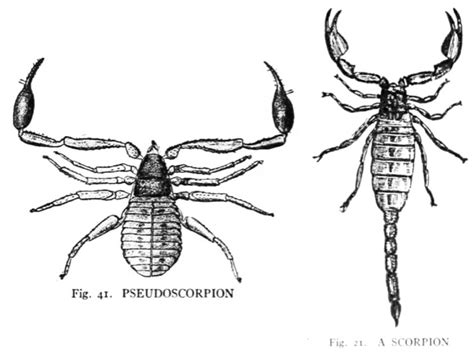 Pseudoscorpions! Small, strange arachnids | spiderbytes