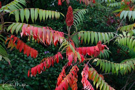 Staghorn Sumac: the Super Shrub | Nature Notes Blog