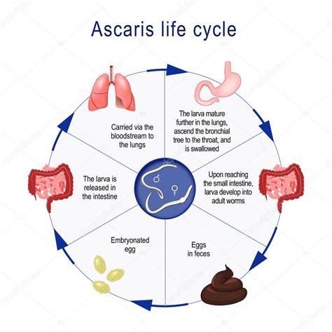 Ascaris Lumbricoides Life Cycle