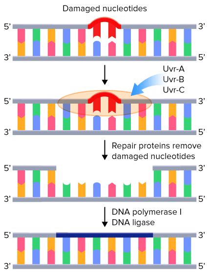 Mutations In Animals That Are Beneficial