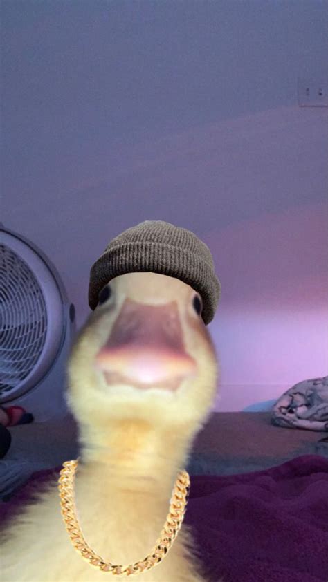 Duck meme | Фотографии животных, Смешные котята, Микки маус татуировки