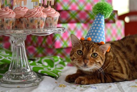 The Best Ideas for Cat Birthday Party - Home, Family, Style and Art Ideas