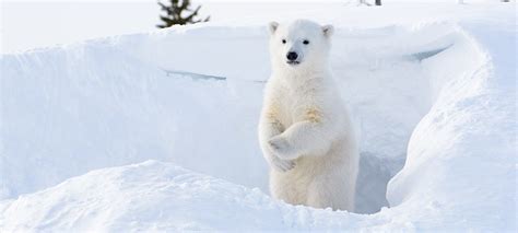 Ten Fascinating Facts about Polar Bears - Oceana Canada