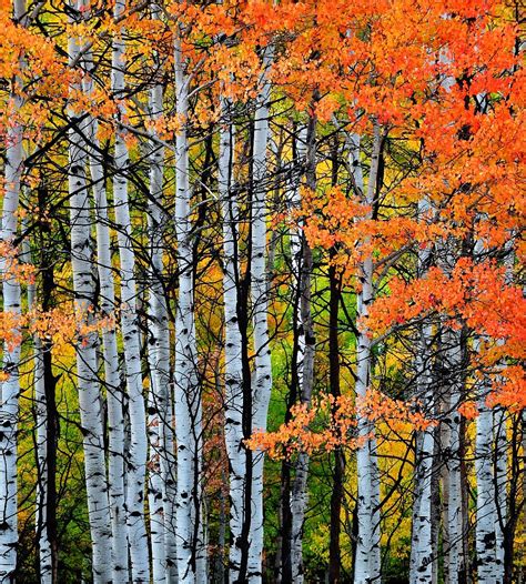 Aspen Fall Color - Landscape & Rural Photos - Scott F. Schilling ...