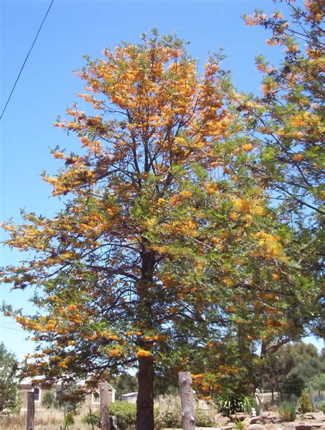 Grevillea robusta - Mallee Native Plants