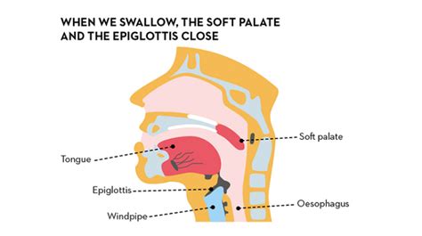 The mouth – the entrance to the gastrointestinal tract | alimentarium