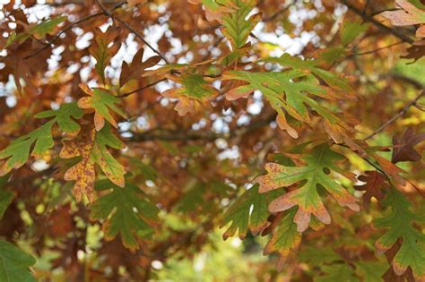 What Is A White Oak Tree: Learn About White Oak Trees In The Landscape ...