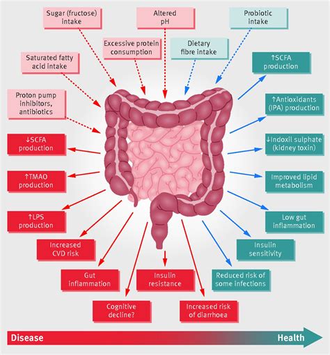 Role of the gut microbiota in nutrition and health | The BMJ