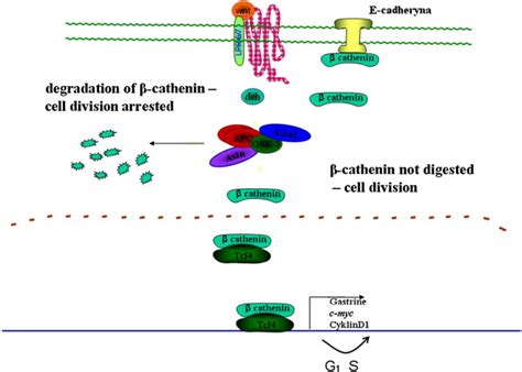 Role of the APC protein in cell cycle regulation. | Download Scientific ...