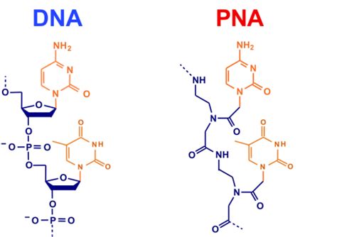 Peptide Nucleic Acid » Laboratory of Applied Biomolecular Research ...