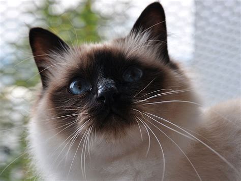 birman cat - Google Search | Kitten breeds, Birman cat, Cat breeds