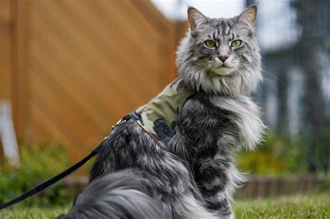 Are Maine Coons Hypoallergenic? 11 Facts Cat-Lovers Need to Know