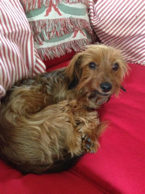 55+ Miniature Dachshund And Yorkie Mix - l2sanpiero