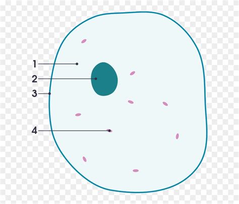 30+ Simple Labeled Diagram Of Animal Cell Images – Cara Memulai Bisnis ...