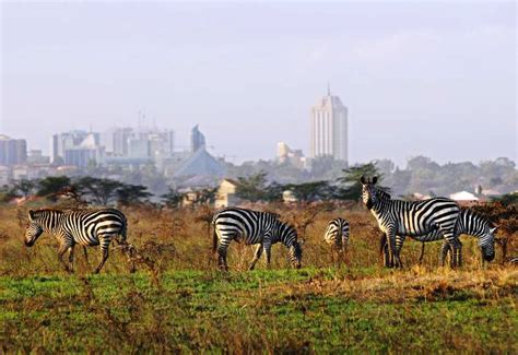 Nairobi National Park Day Tour | Short Trip - Lenchada Safaris