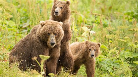 Keep Public Lands Public -- And The Wildlife They Protect! | HuffPost