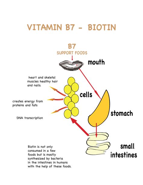 Biotin For Hair: Benefits And Side Effects - Healthkart