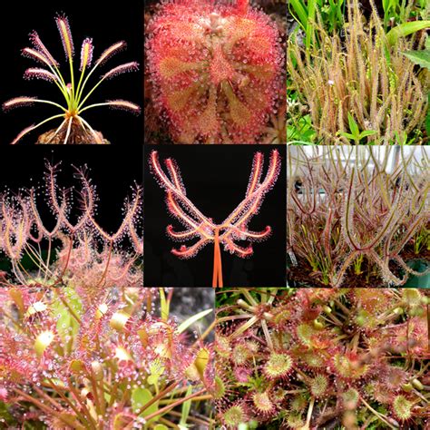 Sundew Set 1 Mix — Carnivorous Plant Nursery