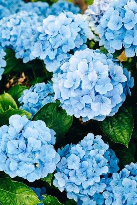 Beautiful Pictures Of Blue Flowers