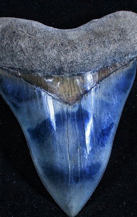 Megalodon SUPER BLUE TOOTH !! - Megalodon "big tooth" is an extinct ...