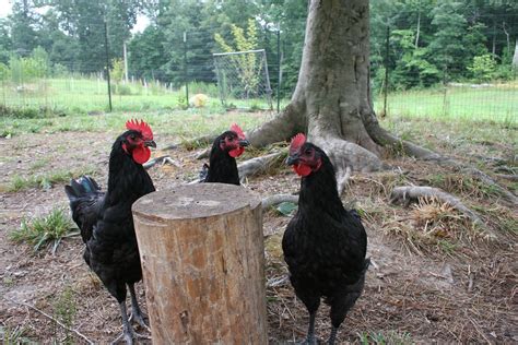 Rooster meeting | Three young Australorp roosters. | Maria | Flickr