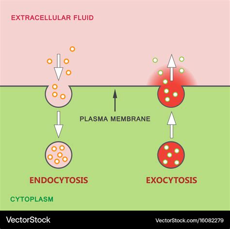 Venn Diagram Of Endocytosis And Exocytosis